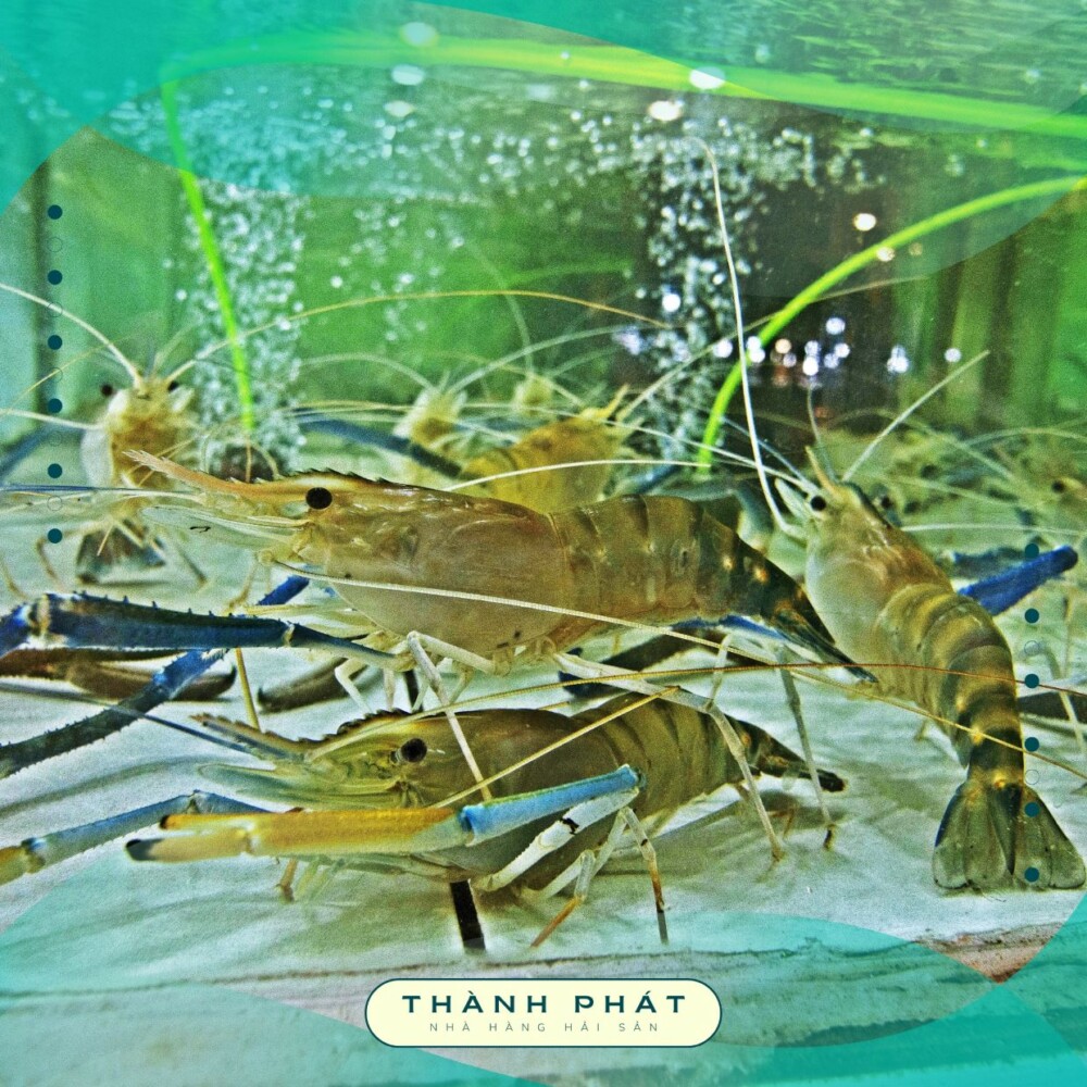 Ăn hải sản ở Vũng Tàu - Nhà hàng Thành Phát