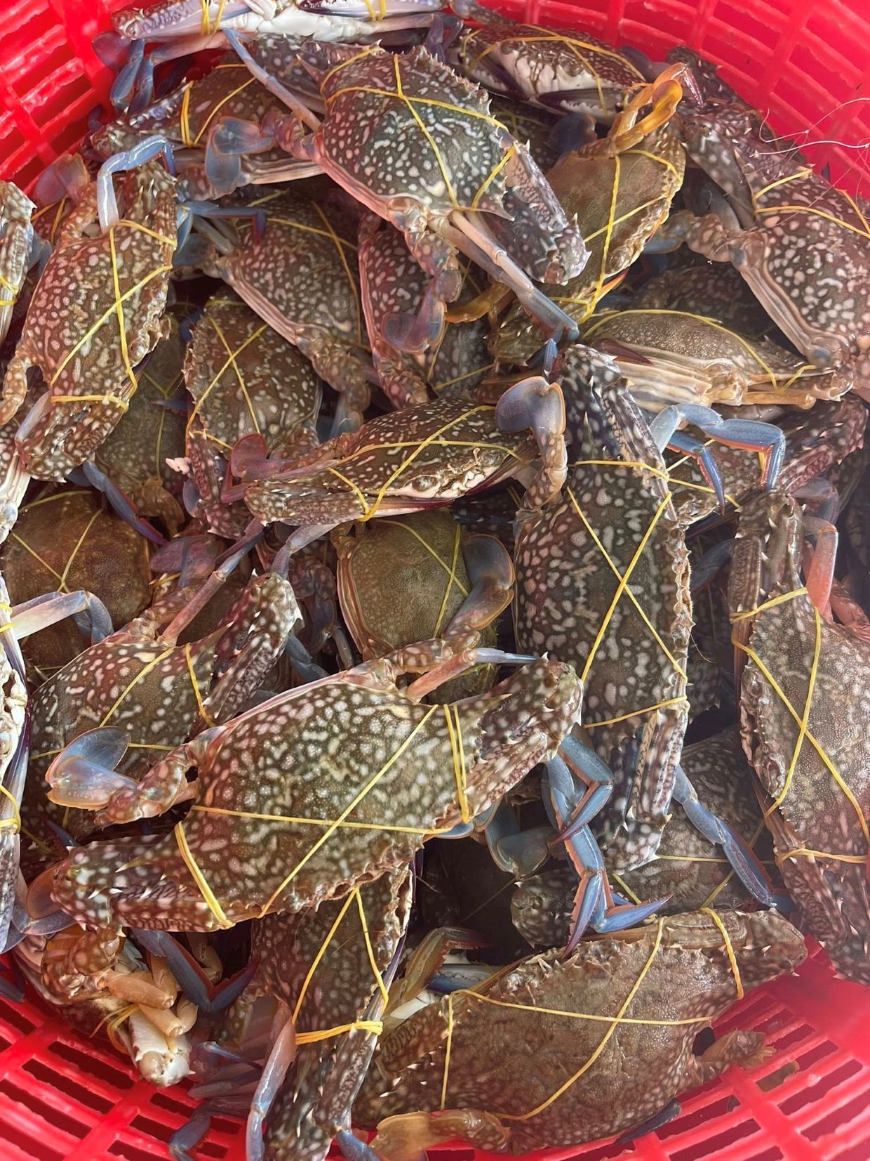 Hải sản Thành Phát 